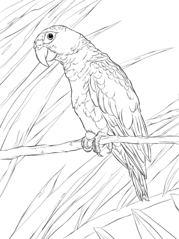 Puerto Rican Parrot Coloring Page